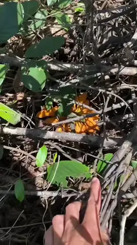 Pisang semak, atau Uvaria chamae, adalah tumbuhan yang berasal dari Afrika Barat dan dikenal juga sebagai bush banana atau pisang semak. Meskipun bentuknya mirip pisang, buah ini lebih dikenal karena khasiat obatnya, terutama pada bagian kulit dan akar yang dipercaya dapat melawan malaria. Dikenal juga sebagai bush banana atau pisang semak. Buahnya memiliki rasa yang manis-manis asam, mirip dengan rasa buah kiwi Manfaat Medis: Kulit dan akar pisang semak mengandung senyawa aktif yang dipercaya dapat melawan malaria. Meskipun mirip pisang, pisang semak memiliki rasa yang berbeda dan lebih dikenal karena khasiat obatnya, bukan sebagai buah konsumsi utama. 