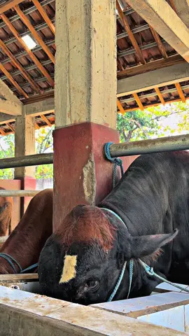 #sapi #mateofams #sapijumbo #sapiqurban #penggemukansapi #sapilimosinsuper #sapisimental #mateofams 