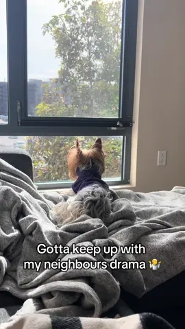 Little dog and his activities #fyp #fypシ #Love #fypage #Tatcha #happy #dog #doggo #puppy #dogs #pup #puppiesoftiktok #followme #puppytiktok #puppytok #babydog #cutedog #babytok #babydoggy #cutedog #puptok #california #cali #sunny #sunnyday #puppies #cute 