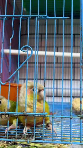 Cần 1 vé đi concert đu Idol 🥹 #bobpet #parrot #parrotsoftiktok #greencheekconure #blackpink #pump 