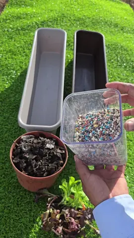 #PlantTok #TikTokLearningCampaign  I compared compost and chemical fertilizer by planting red lettuce of the same age in two pots. After one month, the chemically fertilized plants grew faster, but the compost-fed ones looked more vibrant. To test the theory that pests prefer weaker plants, I introduced two slugs to see which lettuce they’d choose. Will they go for the compost or the chemical one? Let me know your guess in the comments! #GardeningExperiment #OrganicVsChemical #PlantVulnerability #SlugTest #LettuceGrowth #SoilHealth #CompostPower #UrbanGardening #PlantScience #GardenLife 