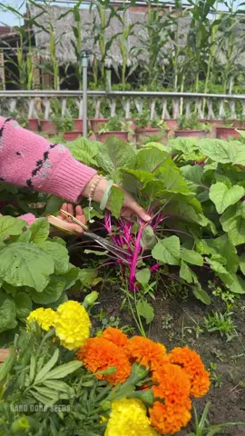 Rau dền hồng Rạng Đông #hatgiongrangdong #rangdongseeds #gardening