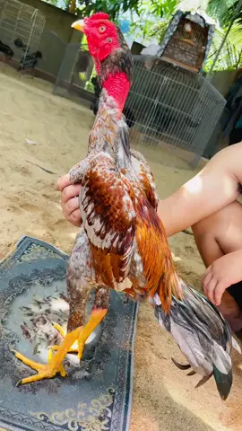 tơ zin ae ngắm