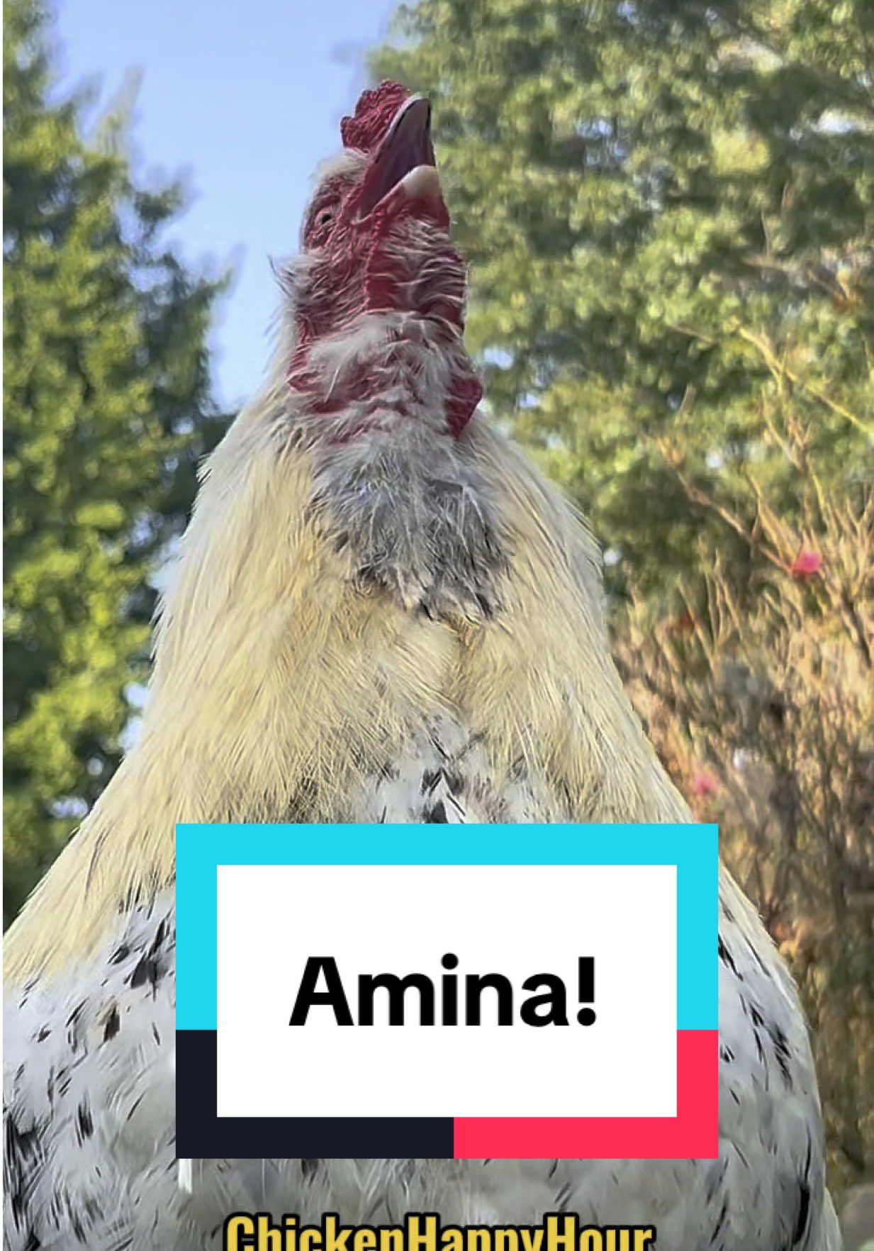 Frankie calls you with love #amina #amena #rooster #memestiktok #arabic #chickens #chickenhappyhour  voice @Edigar Silva 