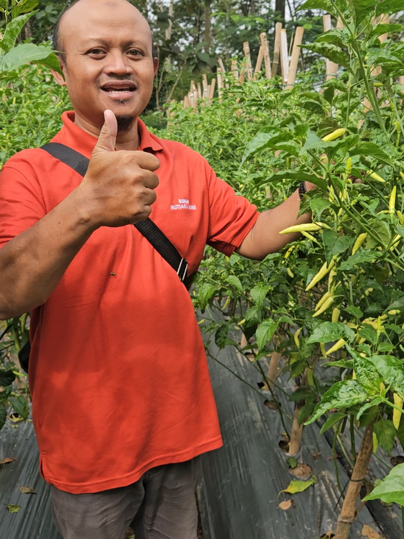 Cabe rawit MONIKA type cabe rawit warna putih dan buah berwarna merah bila matang.. tahan layu dan tavi, cocok ditanam didataran rendah - tinggi .. tanah sawah ato tanah ladang  #caberawitmonika  #berkebun  #banggajadipetani  #gemarmakansayur 