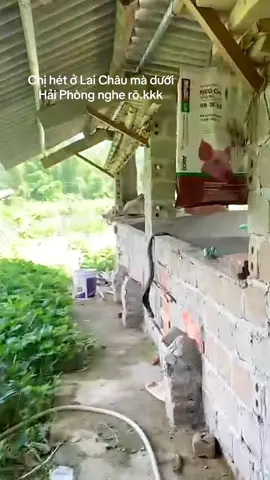 Chị Hét ở Lai Châu mà dưới Hải Phòng nghe rõ các Bác ah.#xh #trending #viralvideo #xuhuong2025🥰 #xhhhhhhhhhhhhhhhhhhhhhhh #cuocsongthuongngay #dexuat #hottiktok_xuhuong #viraltiktok 