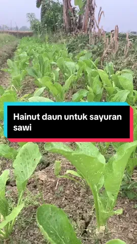 🌿 Rahasia Sawi Subur dan Segar! 🌱 Mau sawi cepat besar, daun lebar, dan warna hijau segar? 💚 Gunakan Hainut Daun, POC organik kaya unsur hara mikro & makro yang bantu mempercepat pertumbuhan sayuran. ✅ Daun lebih lebar ✅ Batang lebih kokoh ✅ Panen lebih cepat Cocok untuk petani hidroponik dan konvensional! 🫙 Pemakaian cukup dikocor atau semprot seminggu sekali. 📌 Buktikan sendiri hasilnya di kebunmu! #SawiOrganik #PupukOrganikCair #HainutDaun #SawiLebat #SayurSubur #PupukSawi #HidroponikIndonesia #BertaniModern #PertanianOrganik