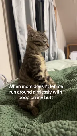rude #catsoftiktok 