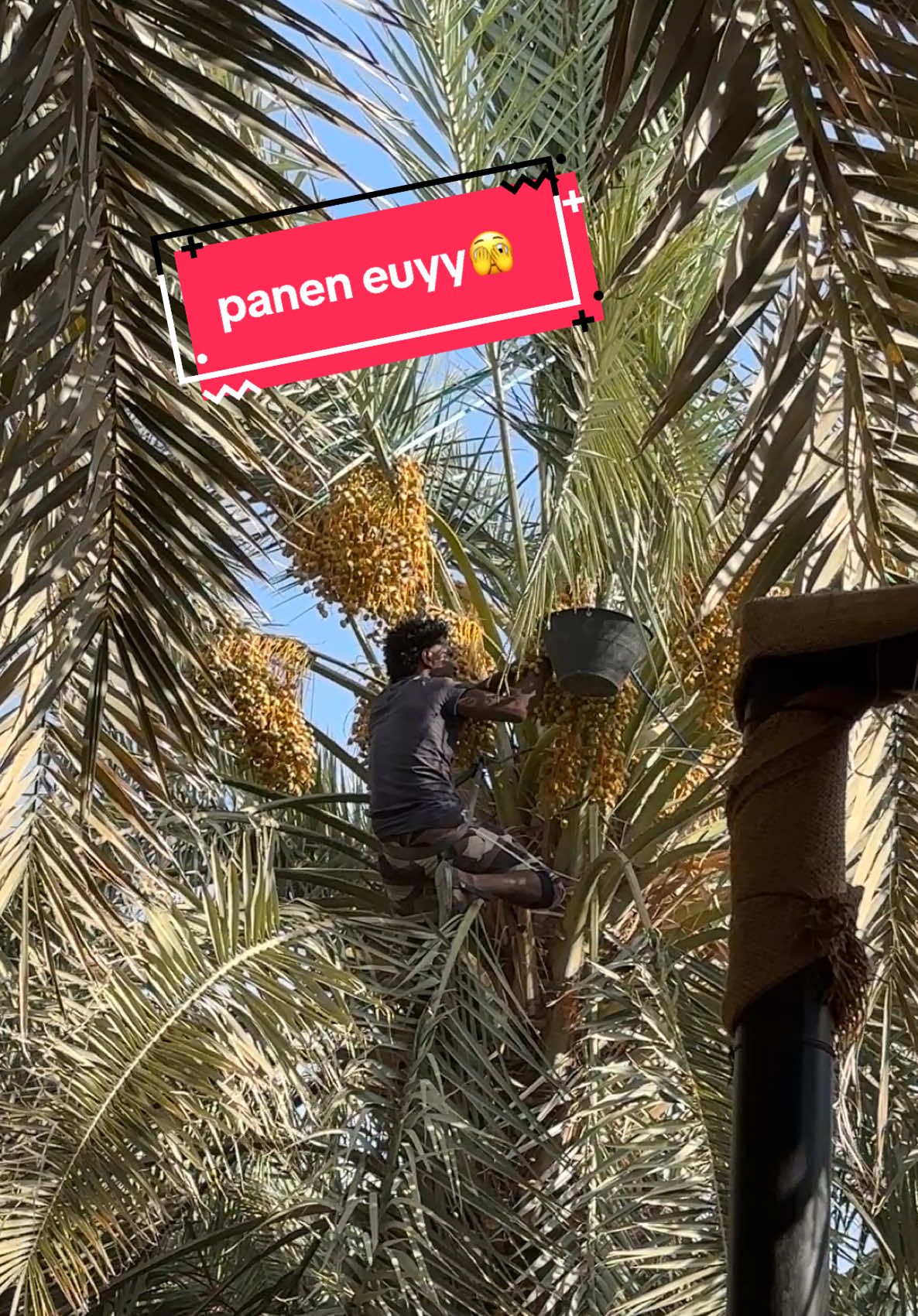 Metik kurma🫣🤭 #panenkurma #ajwa #kebunkurma #tkisaudiarabia🇮🇩🇸🇦 #fypシ゚viral #fypシ゚ #viraltiktok #trendingtiktok 