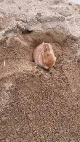 😍🥰😭❣️♥️😀🌞🐰😁 cute rabbit 