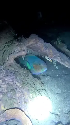 Wonderful PARROTFISH #fishing #nightdive 