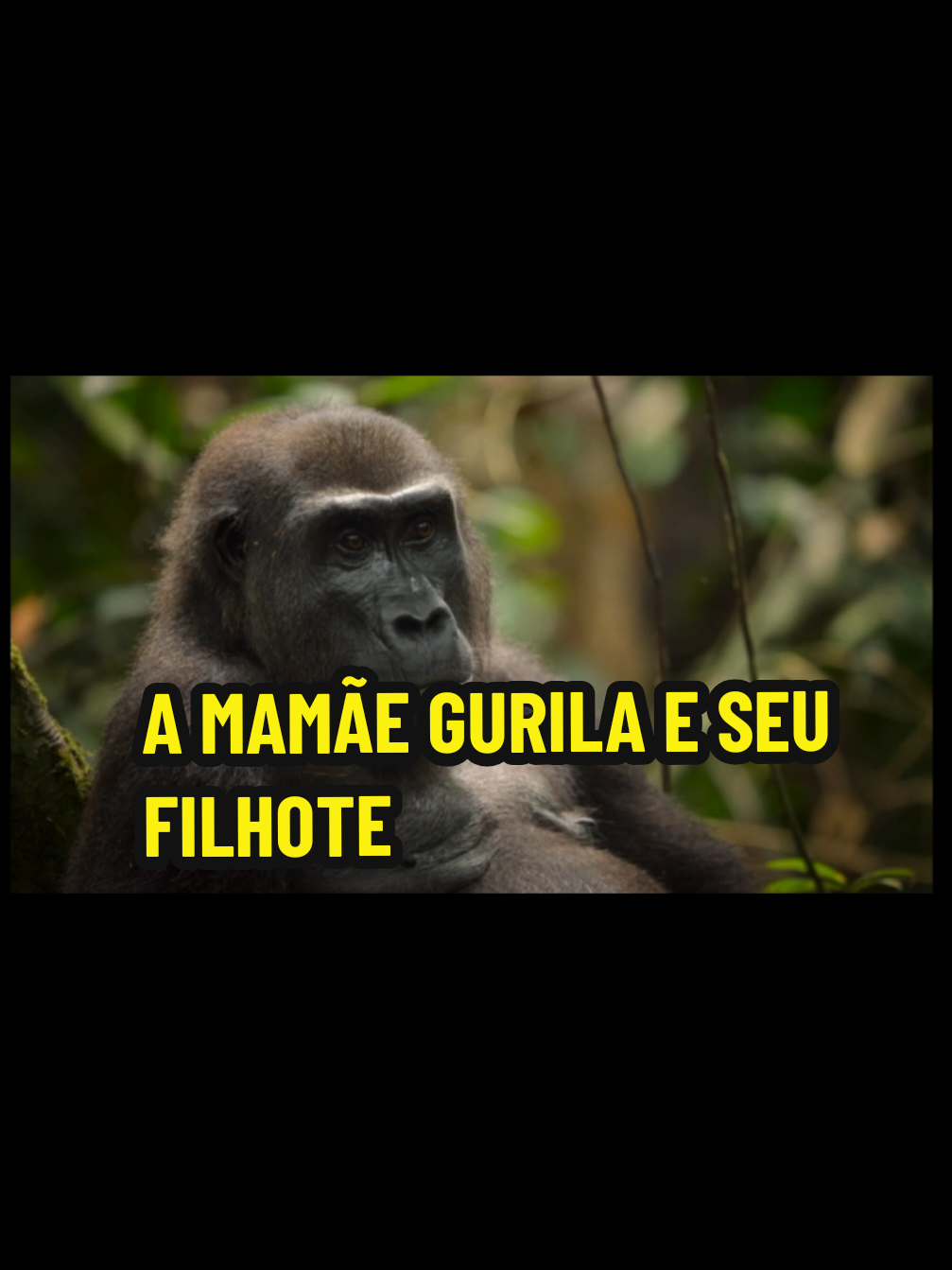 OS GURILAS DAS MONTANHAS #fypシ゚ #fypシ゚ #fypシ゚#fypシ゚ #fypシ゚ 