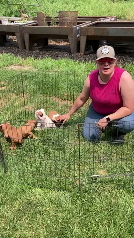 Look at these beautiful boxer puppies #puppiesforsaleusa #Boxer 