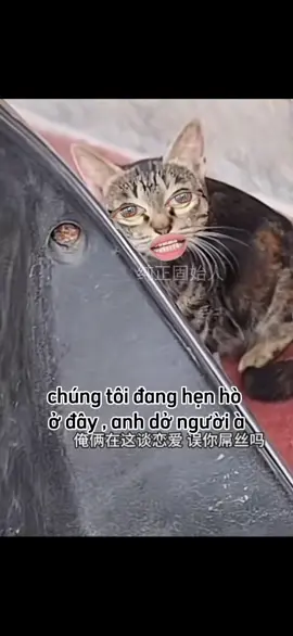 giận tím mèo 😁#fyp #xuhuong #funny #viral #LearnOnTikTok #hai #haihuoc 