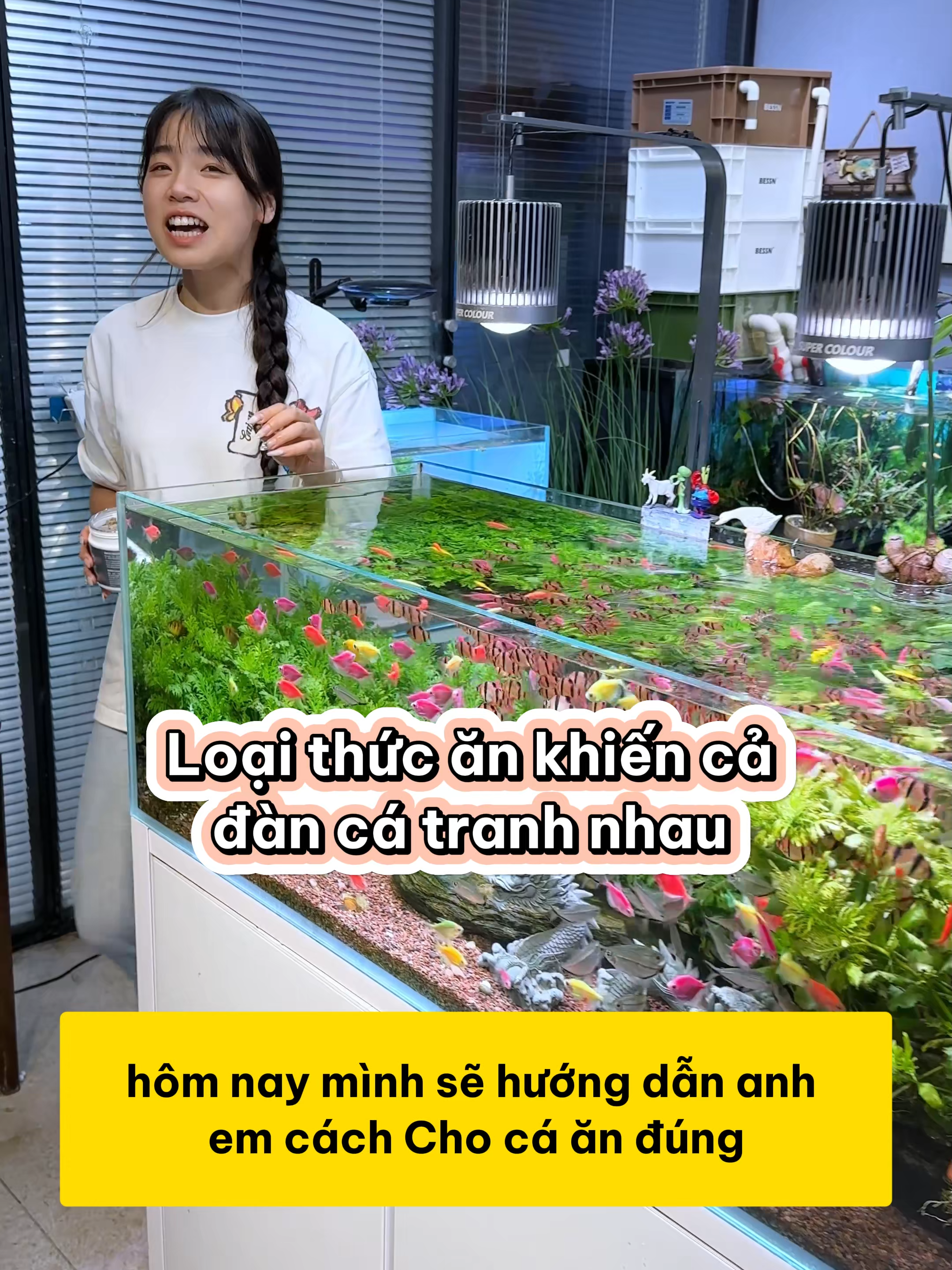 Loại thức ăn khiến cả đàn cá tranh nhau từng miếng #methuysinh #aquarium #fish #fyp