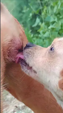 dog meeting 804 | #dogmeeting #foryou #viral_video #cutedog #unfreezemyacount 