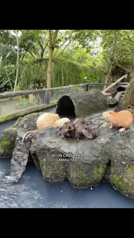 BELIINNNN #fyp #foryoupage #capybara