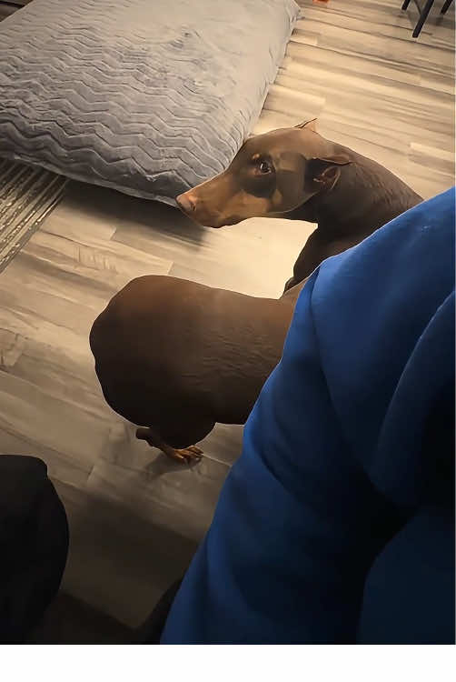 Dogs want to attract their owners’attention 🤣😂🐶#dog #funnydog #dogsoftiktok #fyp #foryou #pet #tiktok #funnyvideos 
