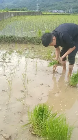 được buổi đi cấy với mẹ 