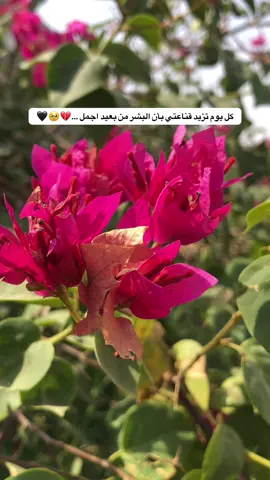 #تصويري📸 #تصويري_احترافي_الاجواء👌🏻🕊😴 #قناتي_تليجرام_بالبايو💕🦋 #اعادة_النشر🔃 #متابعيني_الغالين #