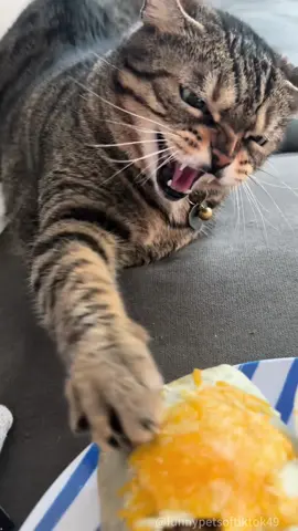 It's just like a bandit!#fyp #foryou #cat #petlove #catsoftiktok #catlover #funny #funnyvideos #fypage #funnycat #funnytiktok #cats