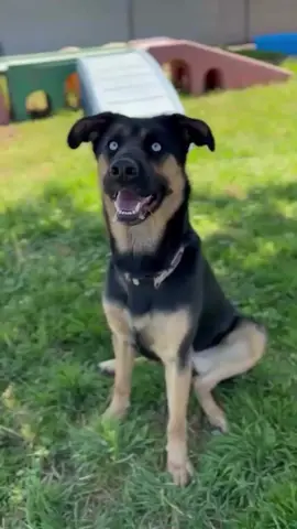 Update: ADOPTED ❤️ ❗️EUTHANASIA Wednesday 7/02 🦋🌿 Meet Ivy! 🌿🦋 ID: #A599652  Such a gorgeous happy pup!! I absolutely adore Ivy, she’s a loving energetic playful girl. She’s a mixed breed with a sleek black coat, soft tan accents, floppy ears, and the most striking icy blue eyes you’ve ever seen. She’s absolutely beautiful, but it’s her sweet spirit that really makes her shine! She’s a volunteer favorite (I’m the volunteer) and she loves to show affection. She’s a smart, sensitive girl who enjoys playing with friendly dogs, both happily coexisting and full-on play. Knows sit, will chase toys, likes treats. She quickly spotted some cats at a distance from the yards, but she was just looking at them. We’re unsure how she would do with a feline housemate, slow intros are recommended. I wouldn’t be surprised if she does well with kids, she’s had such a sweet temperament with the adult volunteers here. Ivy is such a great dog, she’s full of love, a little bit of goofiness, and a whole lot of heart! Come meet her!🩵 🐶 Ivy was in playgroup with multiple off-leash dogs of various personalities. She did great! There were some dogs she immediately took a liking to, she would happily go up and initiate play. Those high-energy crazy dogs were not really her style, however. She gave nice appropriate corrections and overall had a well socialized demeanor. Regardless of temperament in shelter, slow intros are key to success with every shelter dog (weeks, not hours or days) 📝 Shelter notes: “ Needs covered kennel. Ivy is a sweet girl who enjoys chasing a ball and treats that she takes gently. Who also walks very well on leash and enjoys scratches. ” 🦋 Please adopt responsibly (10 + year commitment) or don’t adopt at all. The shelter dogs deserve love and stability for life!! 🌿 Will be scheduled for spay if adopted 🌿 64 lbs / 3 years 🌿 Kennel 528 Stanislaus Animal Services Agency 3647 Cornucopia Way, Modesto CA#vilar #foryou #fyp #fyp 