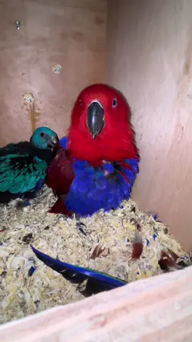 Van wie zou dat kleintje z’n attitude hebben? 😎 #BossMama #edelpapegaai #bluebird #parrot #avifriends