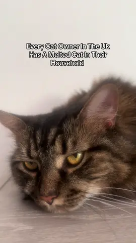 Don’t like it this warm 🐈‍⬛  #cat #catsoftiktok #cattok #catowner #ukcats #fyp #foryoupagе #catlovers 