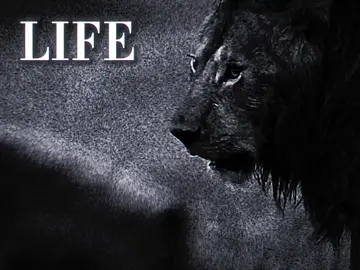 #nature #lion #lions 