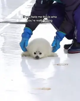 🦭 #fyp #foryoupage #foryou #babyseal #babyseals #seal #seals #fup #sealthedeal #gottasealthedeal #foru #babyharpseal #cuteanimals #cute #adorable #harpseals #sealpup #ringedseal #babyringedseal 