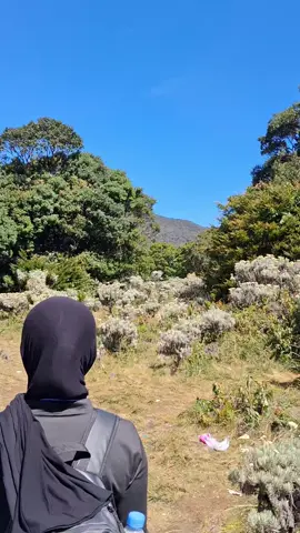 I love edelweiss flowers because they are perennial. #surken #alunalunsuryakencana #gununggedepangrango #Hiking 