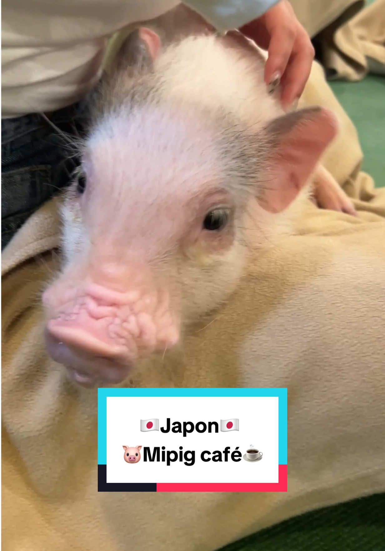 L’adresse du mipig café où je suis allé à Harajuku : Japon, 〒150-0001 Tokyo, Shibuya City, Jingumae, 1 Chome−15−4 Barbizon76 1 階 Voici le lien ci-dessous pour réserver aux différents Mipig cafe : https://mipig.cafe/ #japon #tokyo #pig #cafe #mipig