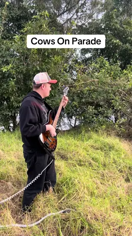 Couldn’t find a bull. Song name: Bulls On Parade by RATM #fyp #animals #bass #guitar #cows #musiciansoftiktok #bullsonparade 