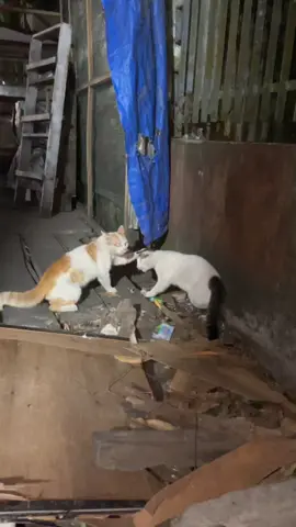 ruqyah dulu biar ga kebiasaan maling ikan goreng wkwk #ruqyah #kucing 