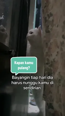 Kucing selalu menunggu #fyp #kucing #kucingtiktok #kucinglucu #kucinglucuimut #kucinglucubanget #kucinglucutiktok #kucingputih#kucingkusayang#kucinggemoy #kucingviral #kucingpinter#kucingmanis #kucingpersia #viralvideo #tiktokvideo#tiktokviral #xyzbca #kucinglucu#kucingimut#kucinggemoy #menunggu #rindu 