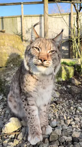 Isabelle definitely wins the prize for “prettiest girl on the park!” 🐱💕 #Lincolnzoo #cat #lynx #siberianlynx #cute #pretty 