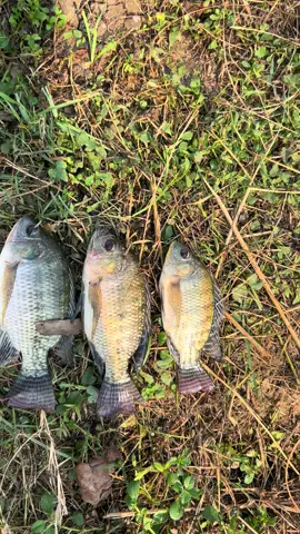 😁#mancing #mancingmania 