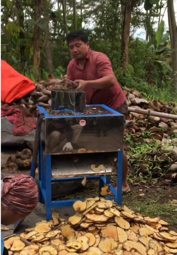 🔧 Uji Coba Langsung di Lokasi Bengkel JAPINTECH 🔧 Hari ini kami melakukan uji coba mesin perajang porang yang dirancang khusus untuk efisiensi dan ketepatan hasil irisan. Proses pengujian dilakukan langsung di bengkel JAPINTECH, dilanjutkan dengan pengovenan hasil perajangan untuk memastikan kualitas akhir benar-benar sesuai standar. Langkah ini merupakan bagian dari komitmen kami untuk menghadirkan mesin-mesin unggulan yang telah melalui tahapan quality control yang ketat sebelum dikirim ke tangan pelanggan. Setiap mesin kami bukan hanya diuji fungsinya, tetapi juga diuji hasil akhirnya di lapangan. 💡 JAPINTECH — Solusi tepat untuk teknologi pengolahan hasil pertanian. #UjiMesin #MesinPorang #TeknologiPertanian #Japintech #MesinPertanianIndonesia #PorangBerkualitas