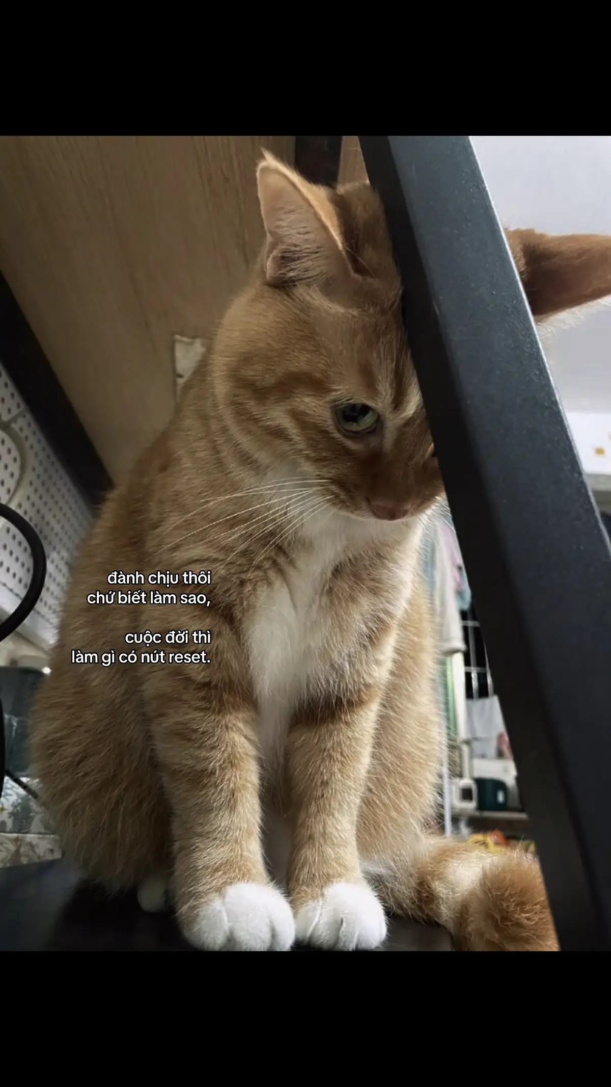 #viral 