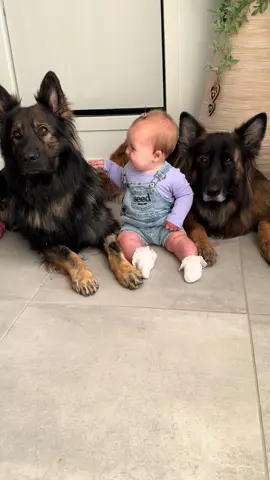 Just a baby and her two fluffy protectors 💕🐾 Triple the love, double the floof, one tiny boss #dogsandbabies #fyp #germanshepherd 