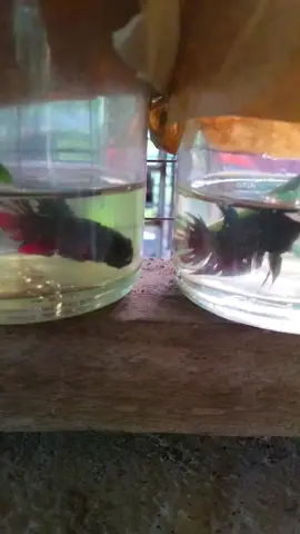 กัด2ดื่ม2 แบบไร้ริวรอย (ลูกเชื่อใต้)