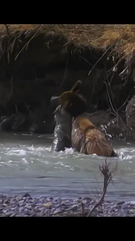 #animalworld #tiktok #Animal #Wolf