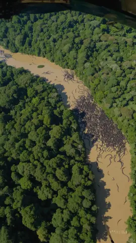 🛰️ In a restricted surveillance operation over the Amazon rainforest, a thermal military drone captured massive synchronized movement deep within the jungle. Upon closer analysis, experts confirmed the presence of thousands of giant anacondas migrating together — a phenomenon never seen on this scale before. These enormous serpents appear to be moving with coordination, possibly driven by environmental shifts or something deeper within the rainforest ecosystem. The footage has been classified by some agencies but leaked segments have surfaced online… 🐍 What could trigger this massive movement? Natural migration… or something more disturbing? 🎬 Watch till the end. This is real, and it’s unlike anything we’ve seen before. 📍 Filmed near the Peruvian-Brazilian border, Amazon basin #AnacondaMigration #AmazonRainforest #MilitaryFootage #SurveillanceLeak #JungleSecrets #WildlifeDiscovery #UnexplainedPhenomenon #ReptileSwarm #NatureAlert #ThermalDroneFootage