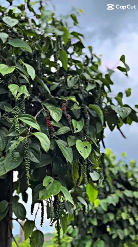 Ada yang jatuh tapi bukan jatuh cinta🤭🌾#CapCut #petaniindonesia🇮🇩🇮🇩🇮🇩🌿🌿 #petanilada #petanimuda #ladaputih #vidiopendek😎 #soundviral #yppppppppppppppppppppppp #ypfッ 