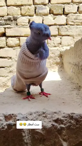 ست أمطار 😂@حسون⚠️🚩 @﮼ࢪضيوو 𓅔 @ﺂِࢦِٰـِﺒۦﯛ ࢦِٰـِﻨَِۦﺪَي♱ ¹⁹ @عيال الصكباني #عيال #زغلول 