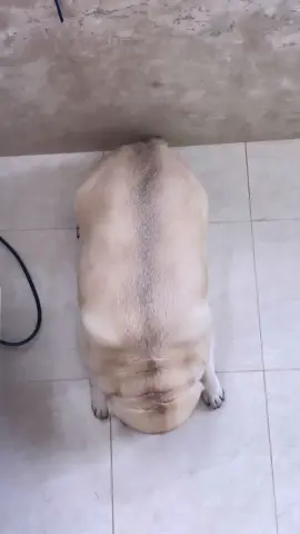 The important thing is to keep you company, even if you are sleepy #pug #pugdog #pigorpug #pugsoftheday #puglife #babypug #puppy #puglovers #babyboy #furbaby #cute Credit: 📷📸 Paul McCartney - O Pug
