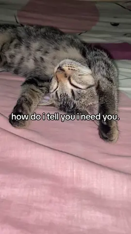 #cat #sad 