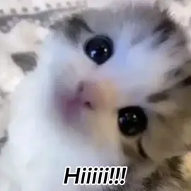 Girlfriend asmr ahhhhh yukio#fyp #philippines #memes #cat #anime #cringe #fyp #fyppppppppppppppppppppppp #fyp #fyp #fyppppppppppppppppppppppp #fyp #fyppppppppppppppppppppppp #fyp 