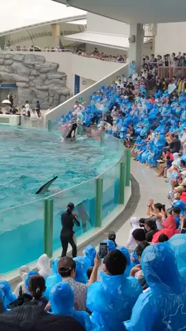 #creatorsearchinsights#Dolphin #trending #foryou #Dolphin #trending #foryou #Dolphin #trending #foryou #Dolphin #trending #foryou #Dolphin #trending #foryou #Dolphin #trending #foryou #Dolphin #trending #foryou 