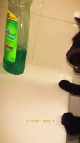 #cat #catsoftiktok #catlovers #cats #funnycats #catlover #funnycat #fyp 